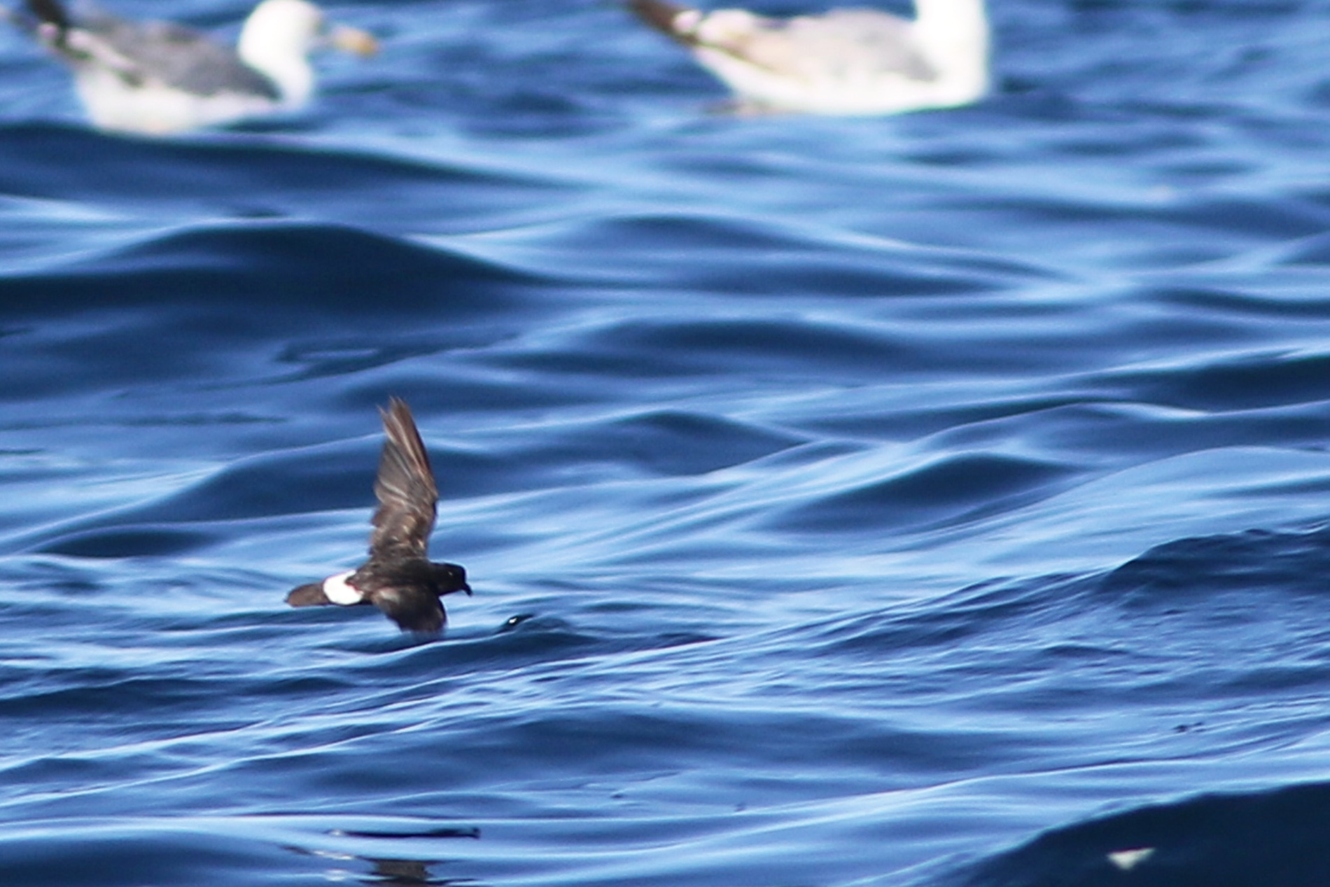 European Storm-Petrel